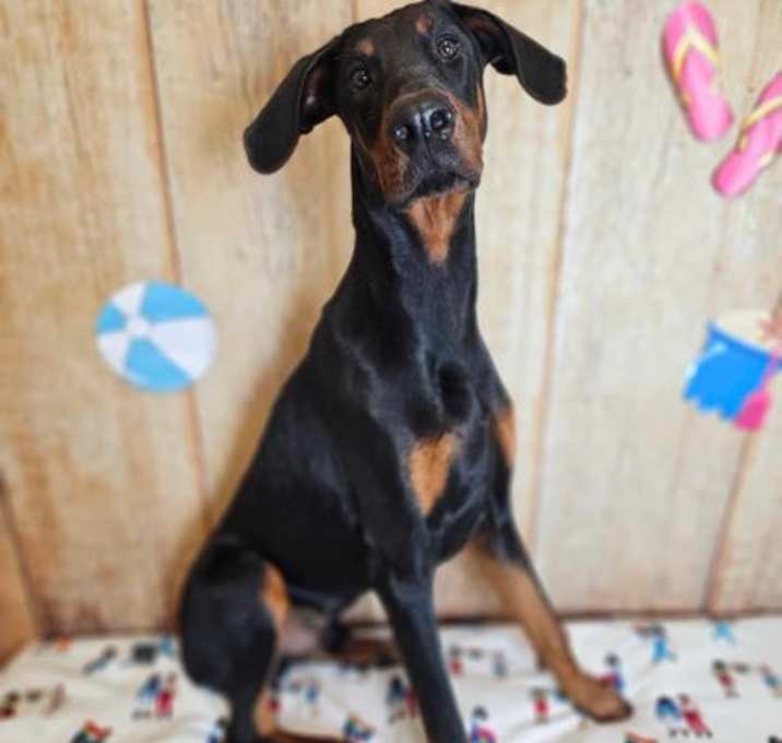 Photo of Scooby