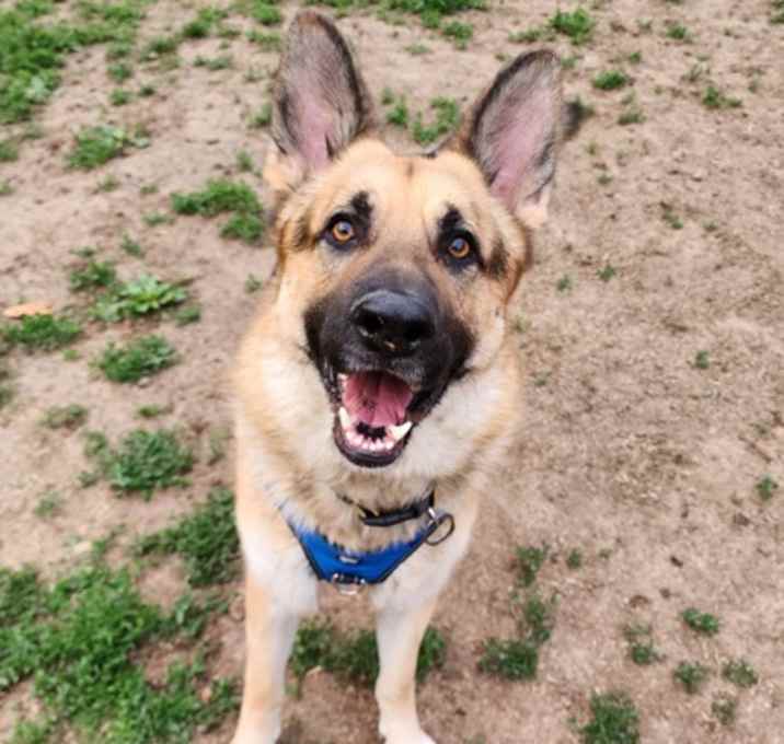 Photo of Diesel
