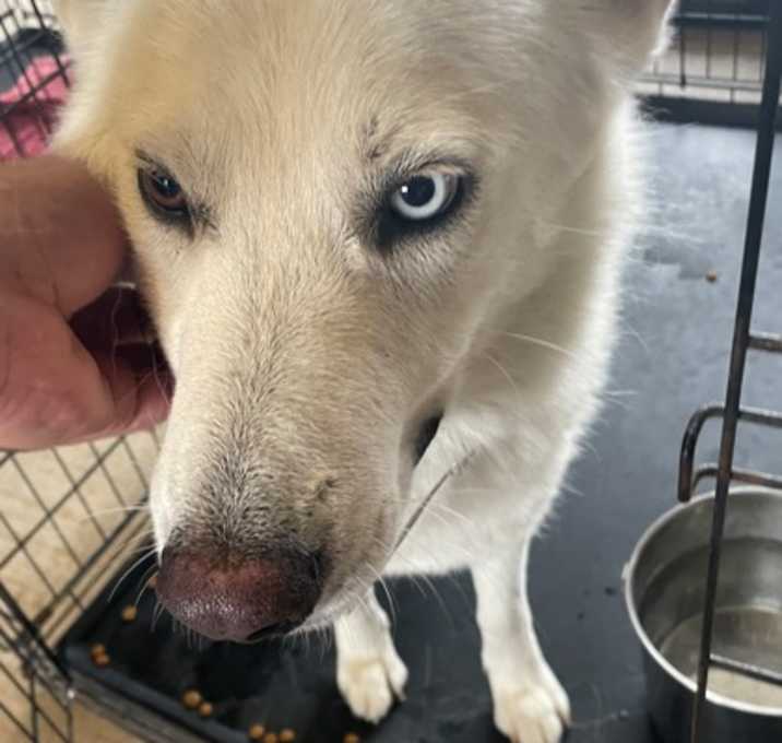 Photo of Ghost