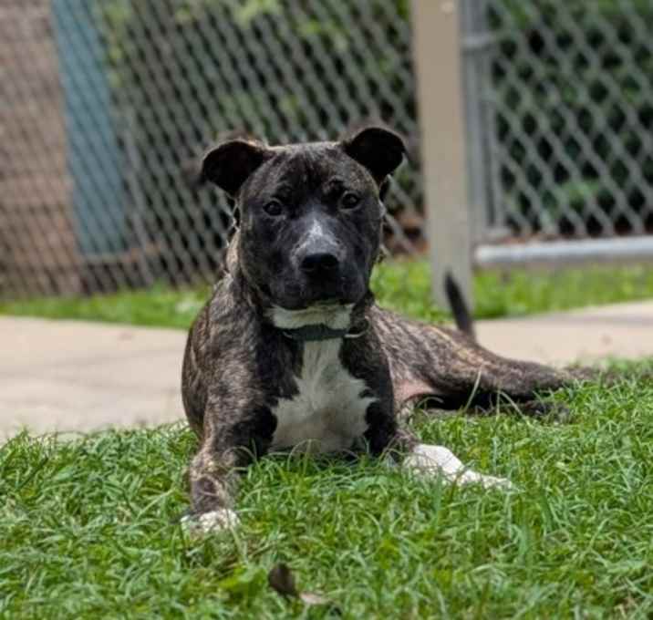 Photo of Boomer