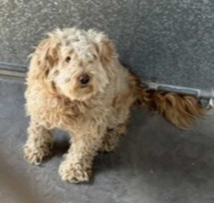 Photo of Schmoopie