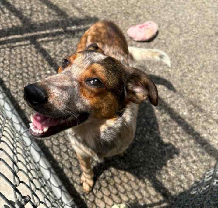 Photo of Hopper