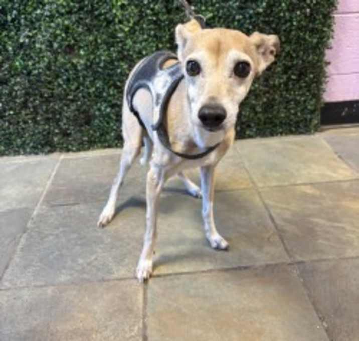 Photo of Buddy