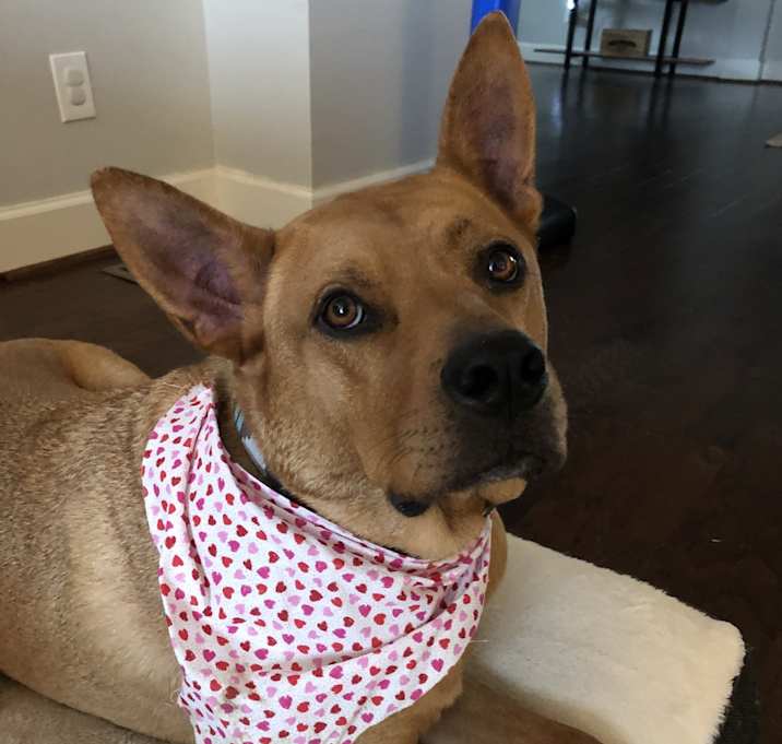 Photo of Rocky