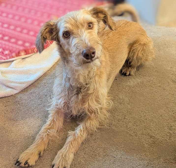 Photo of Benji