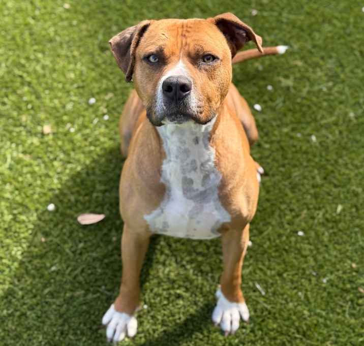Photo of Bulla