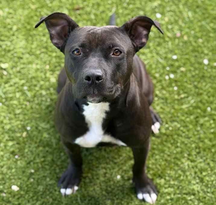 Photo of Lexie Bear