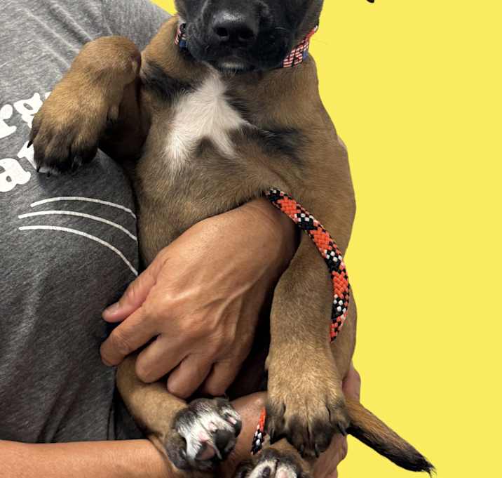 Photo of Ari-ADOPT Me!