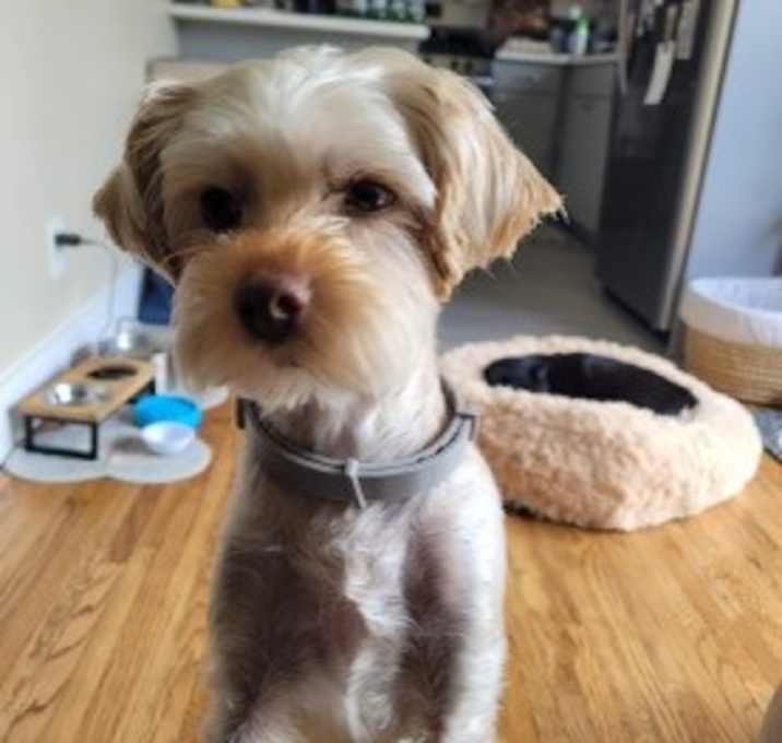 Photo of Teddy