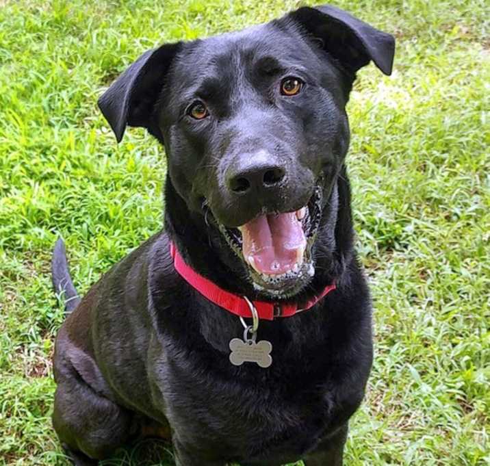 Photo of Diesel