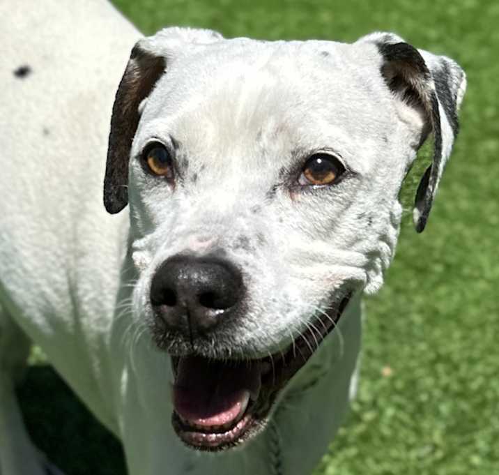 Photo of Ruger - ECAS