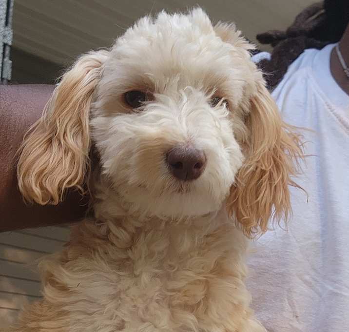 Photo of Biscuit