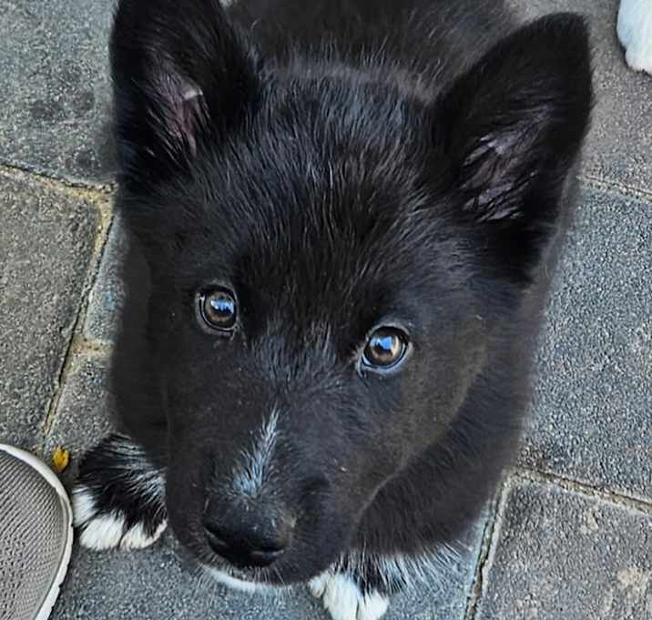 Echo Photo #1