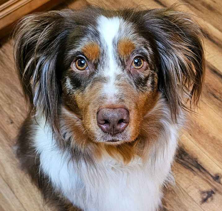 Photo of Teddy
