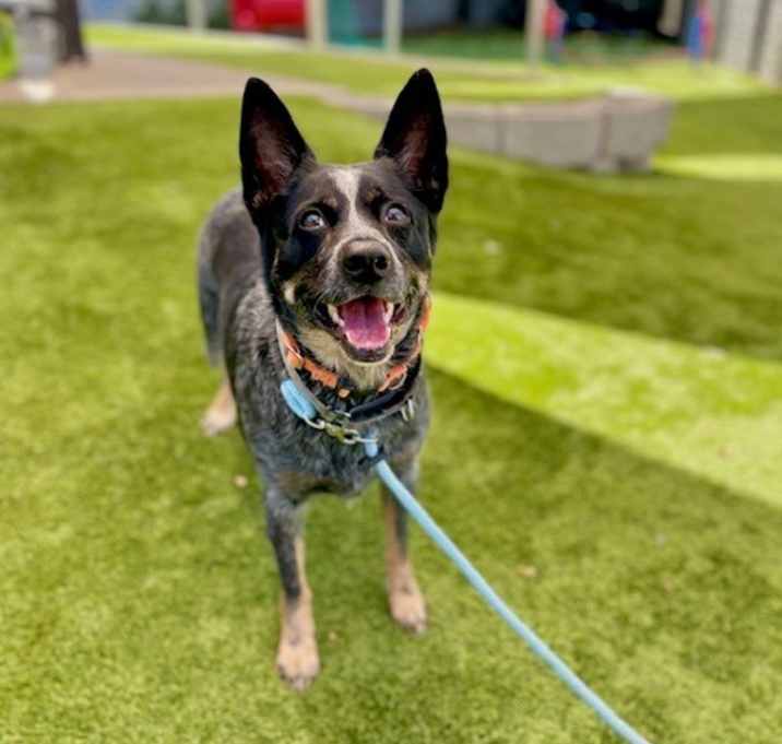 Photo of *Bluey*