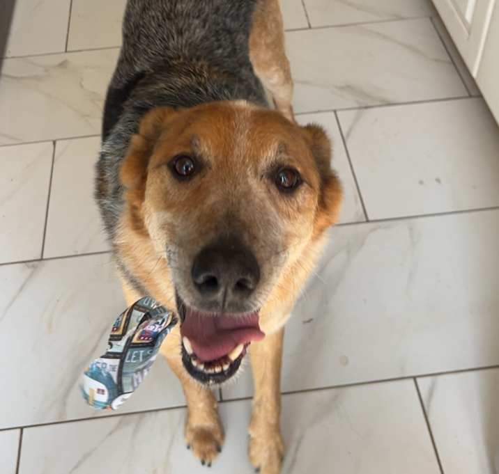 Photo of Rusty
