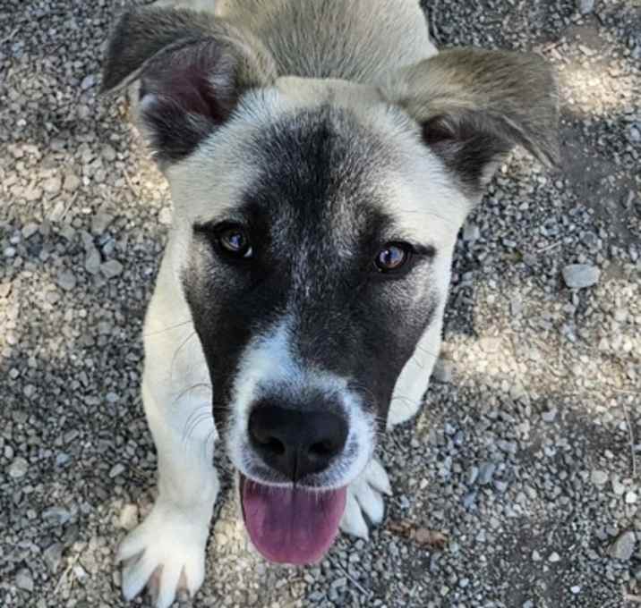 Photo of Poppy