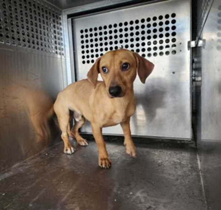 Photo of Slinky