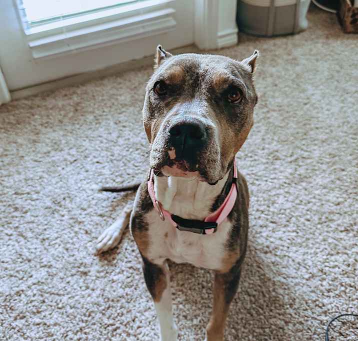 Photo of Nova