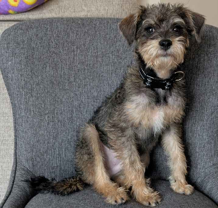 Photo of Dexter