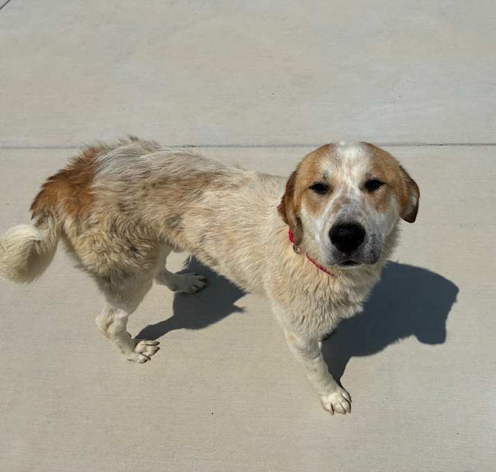 Photo of Champ
