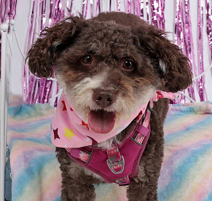 Photo of Coco