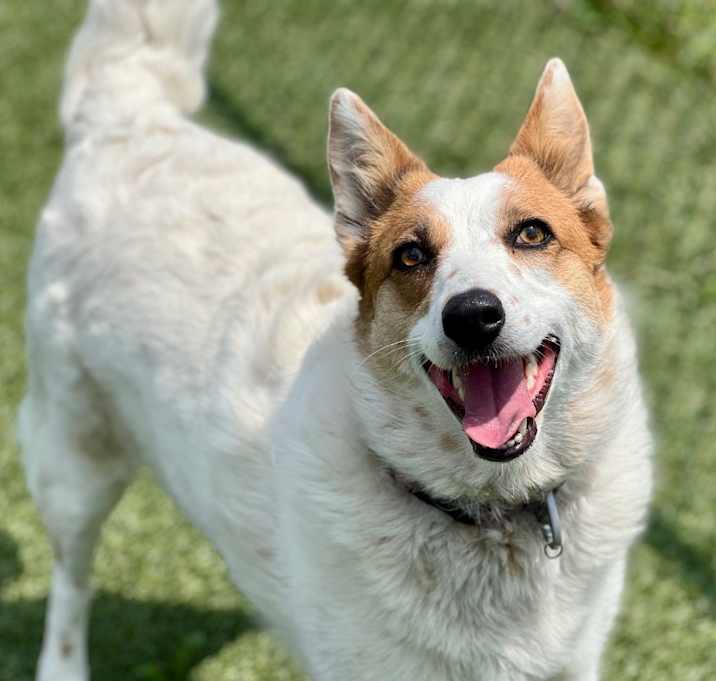 Photo of Nova