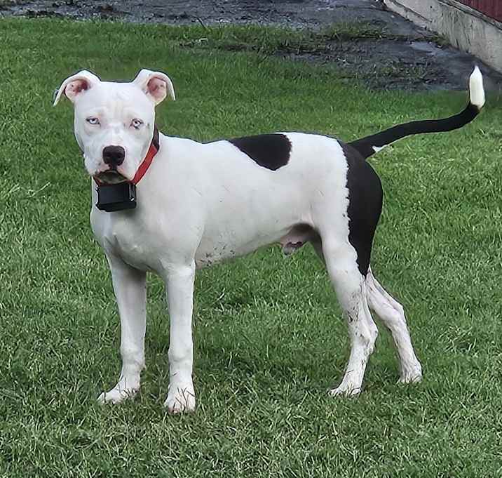 Photo of Huck