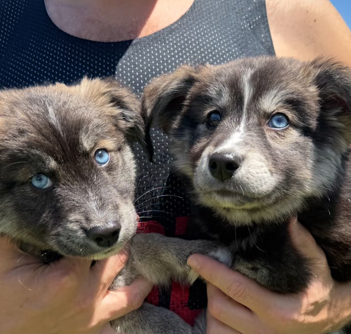Photo of Goberian puppies Male/Female beautiful blue eyes