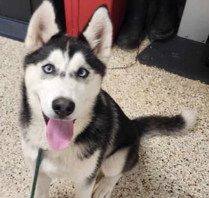 Photo of Mishka