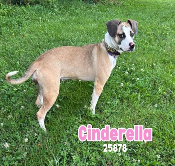 Photo of Cinderella
