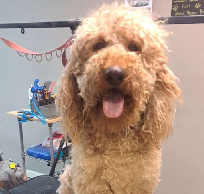 Photo of TRAPPER