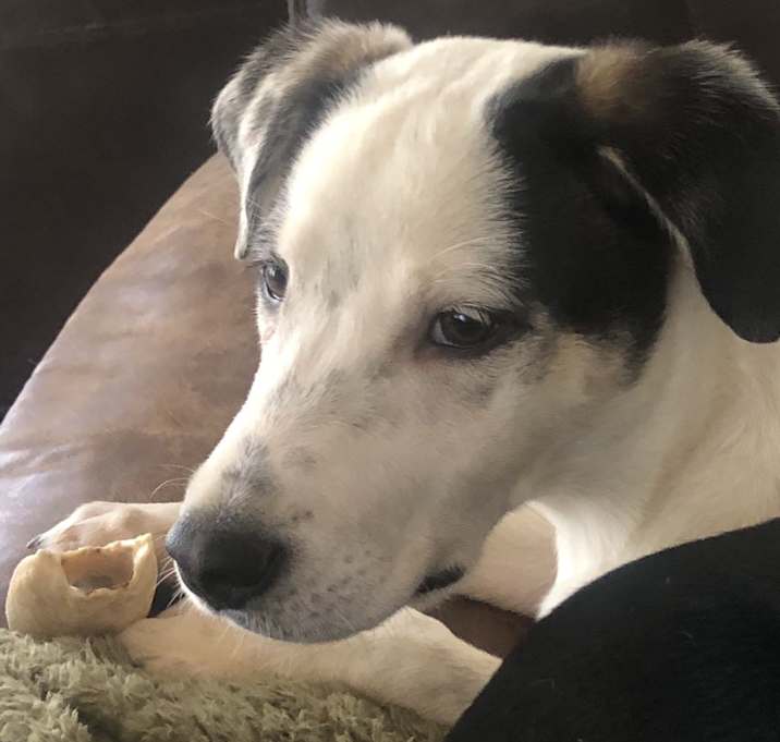 Photo of Stella