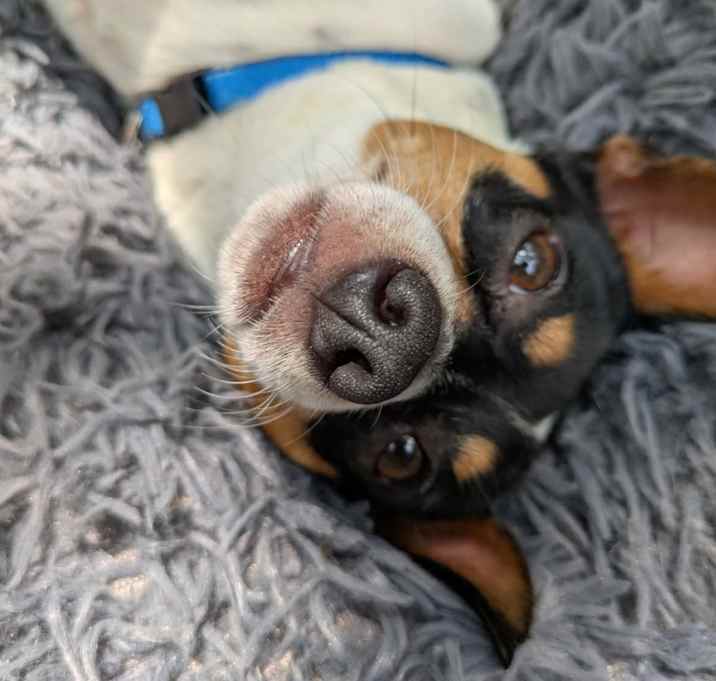 Photo of Cookie