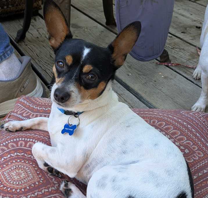 Photo of Cookie