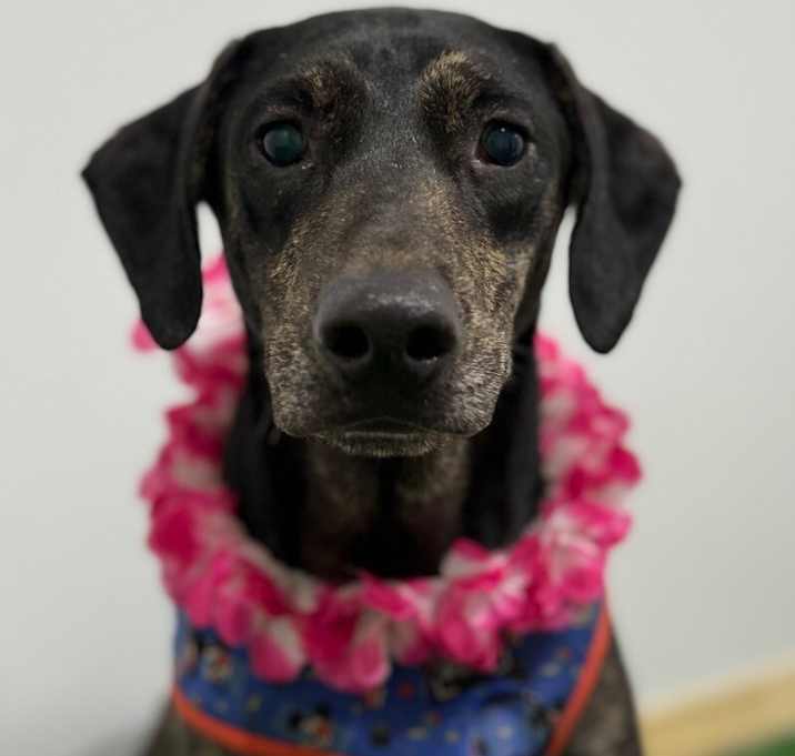 Photo of Lucky