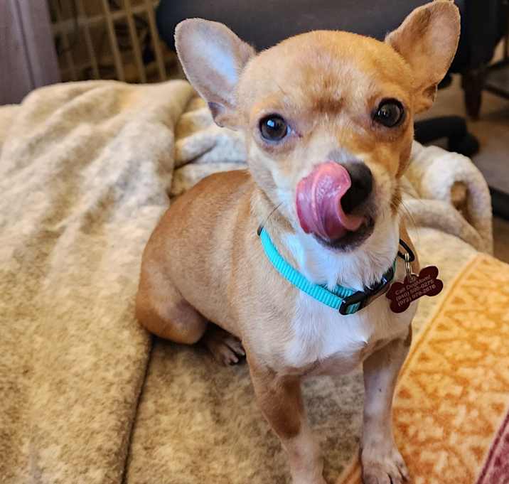 Photo of Peanut