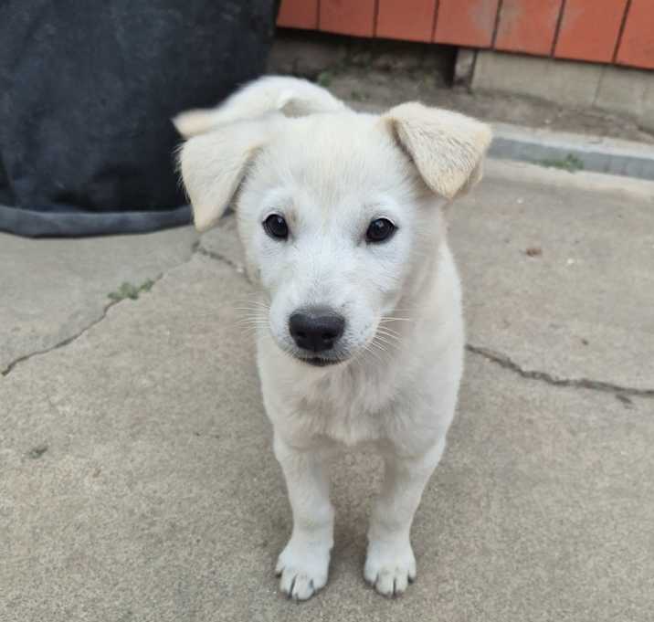 Photo of Pup's