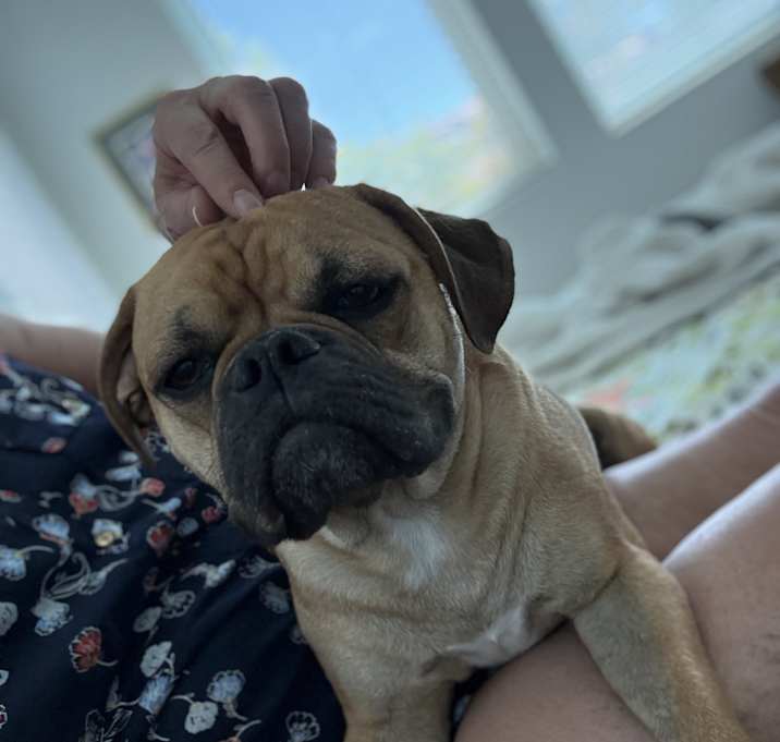 Photo of Rolo