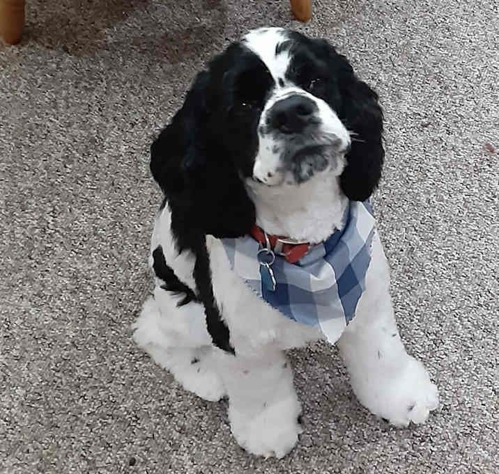 Photo of Bandit