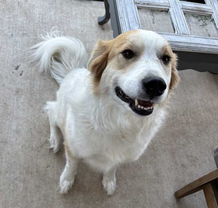 Photo of Penny
