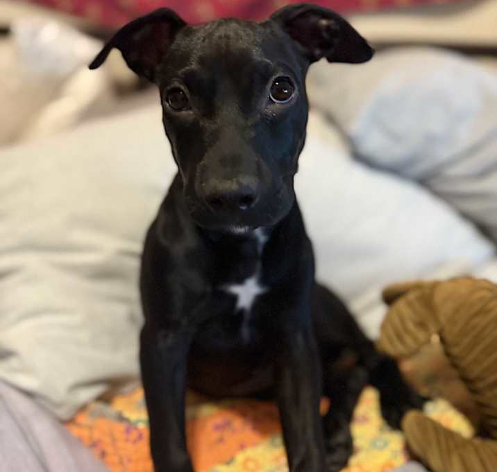 Photo of Lilly-Bean
