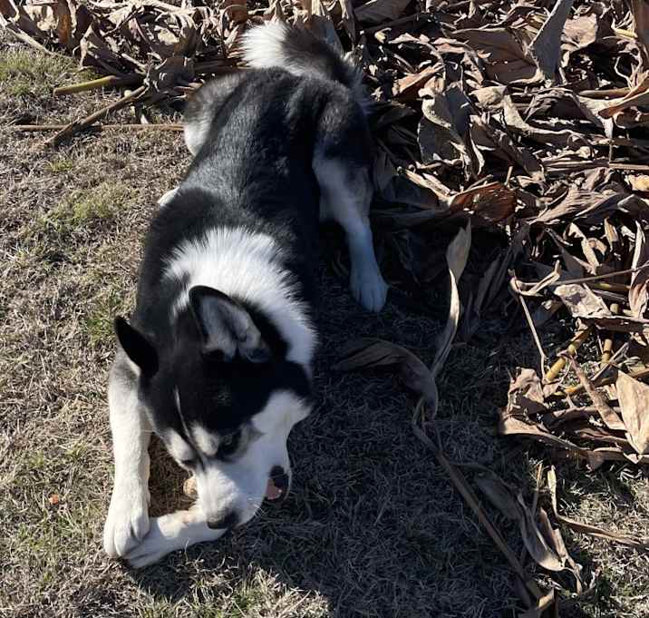 Photo of Milo