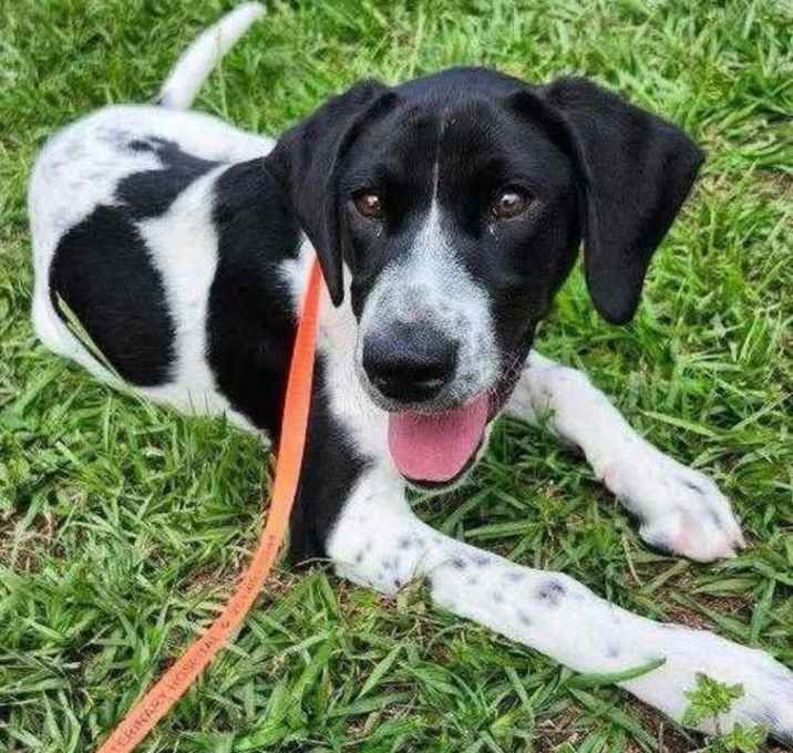 Photo of Pippin