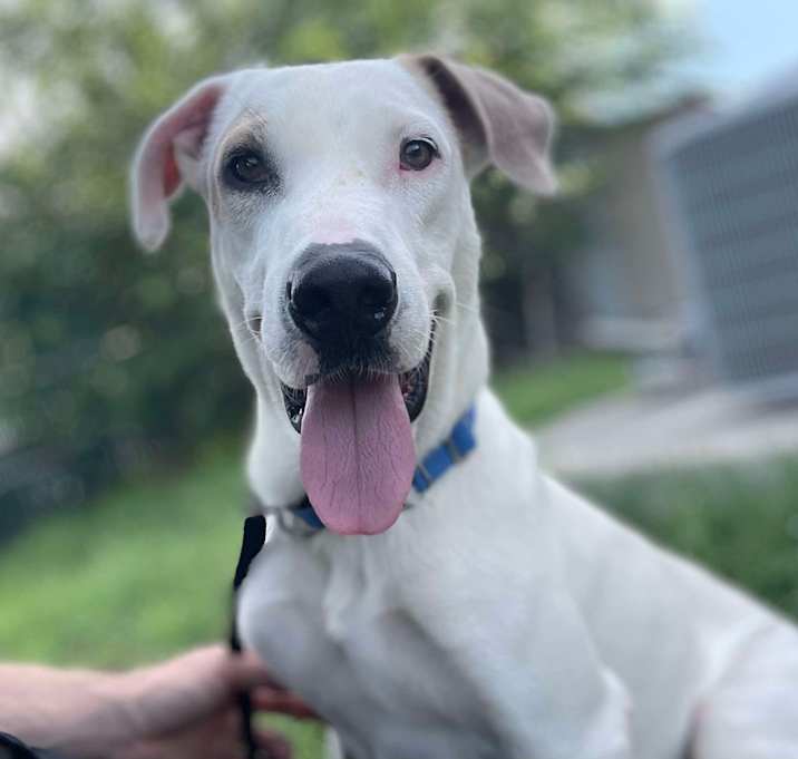 Photo of Moonpie