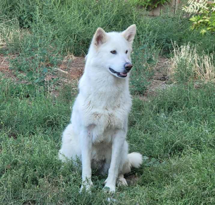 Photo of Ghost
