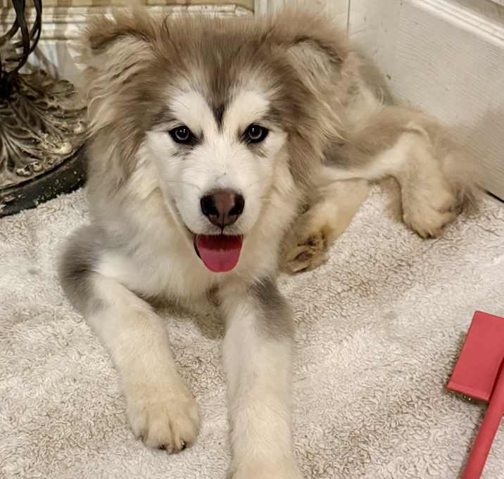 Photo of Toto