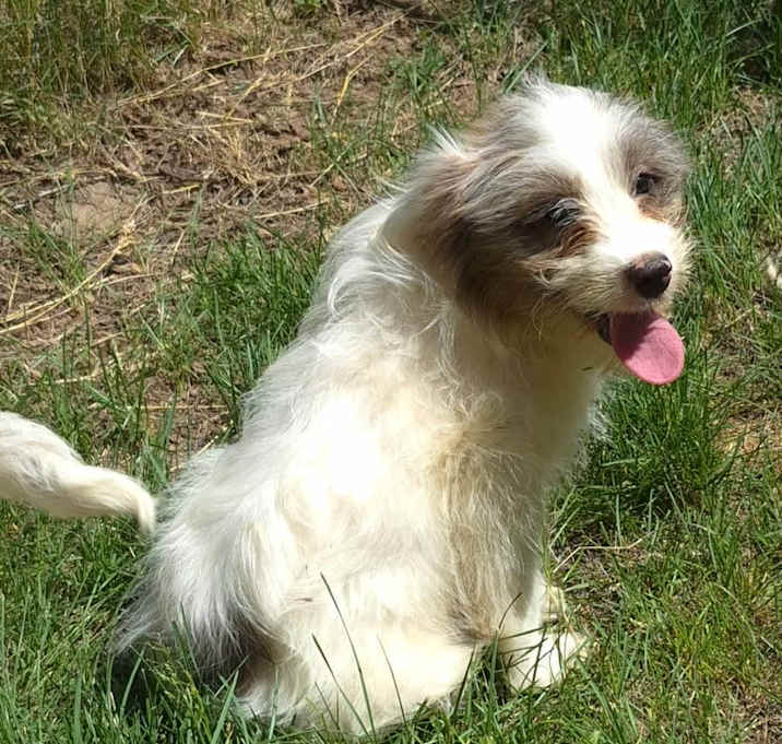 Photo of Daisy