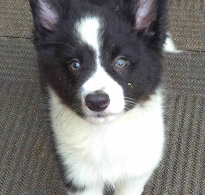 Photo of Bella