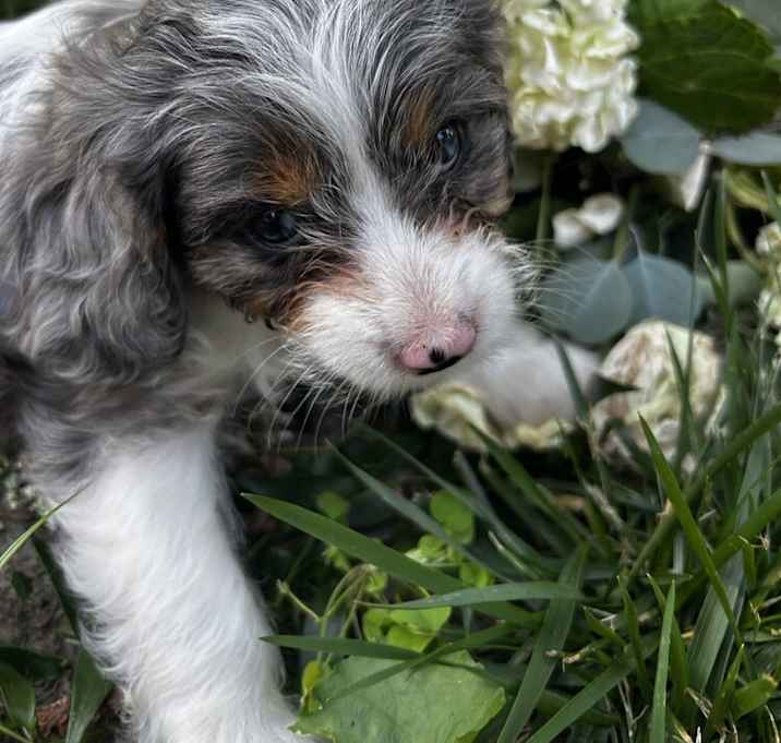 Photo of Selene